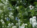 20140915 Flowers in front garden